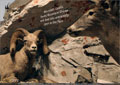 Mountain Goats, Rocky Mountain Sheep and deer are commonly seen in the Pass