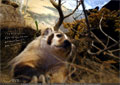 The kids can look eye-to-eye with many animals native to the Crowsnest Pass