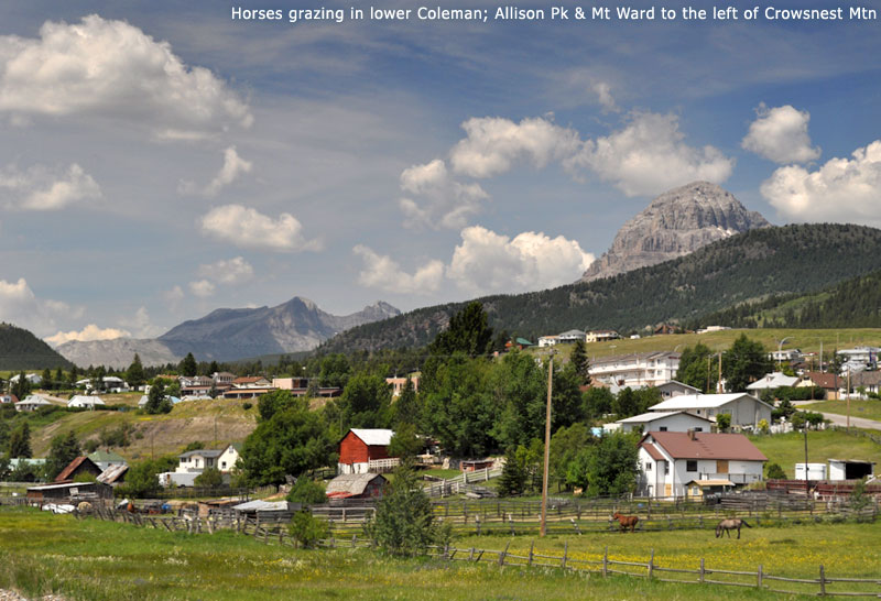 Horses grazing in lower Coleman; Allison Pk & Mt Ward to the left of Crowsnest Mtn