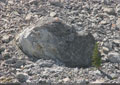 Some REALLY big boulders in the Frank Slide