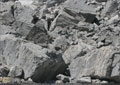 Close up of broken rock in the Frank Slide debris field