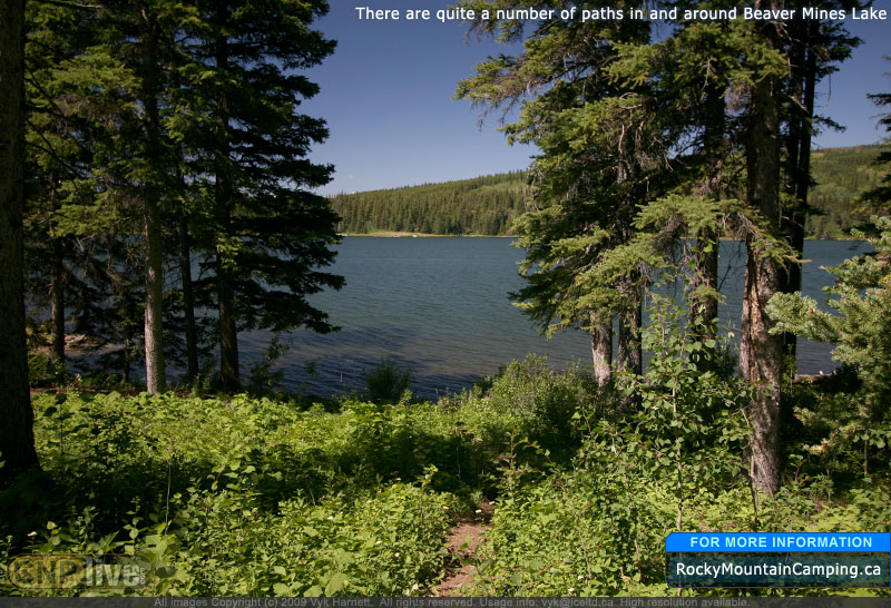 There are quite a number of paths in and around Beaver Mines Lake