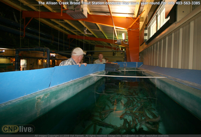 The Allison Creek Brood Trout Station conducts free tours year-round. For info 403-563-3385