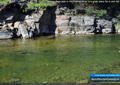 The slow deep pool in the Oldman River is a great place for a cool dip