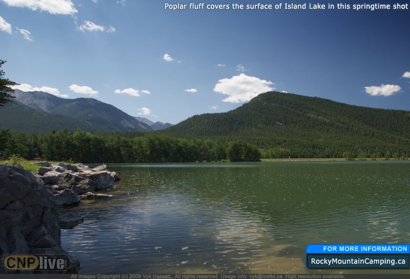 Poplar fluff covers the surface of Island Lake in this springtime shot