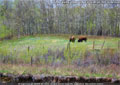Buffalo grazing across the river at Lundbreck Falls campground