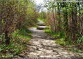 The path to Lundbreck Falls weaves through the bush