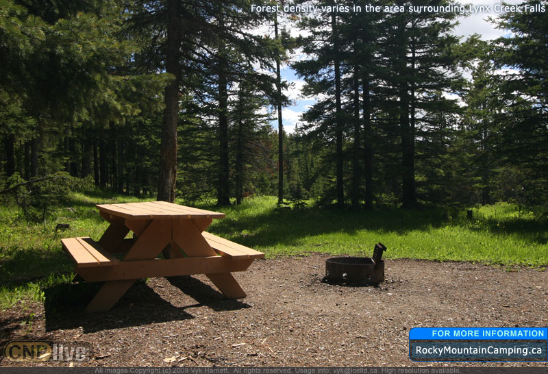 Forest density varies in the area surrounding Lynx Creek Falls