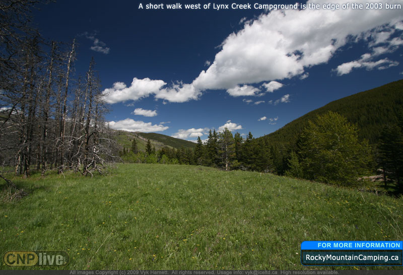 A short walk west of Lynx Creek Campground is the edge of the 2003 burn