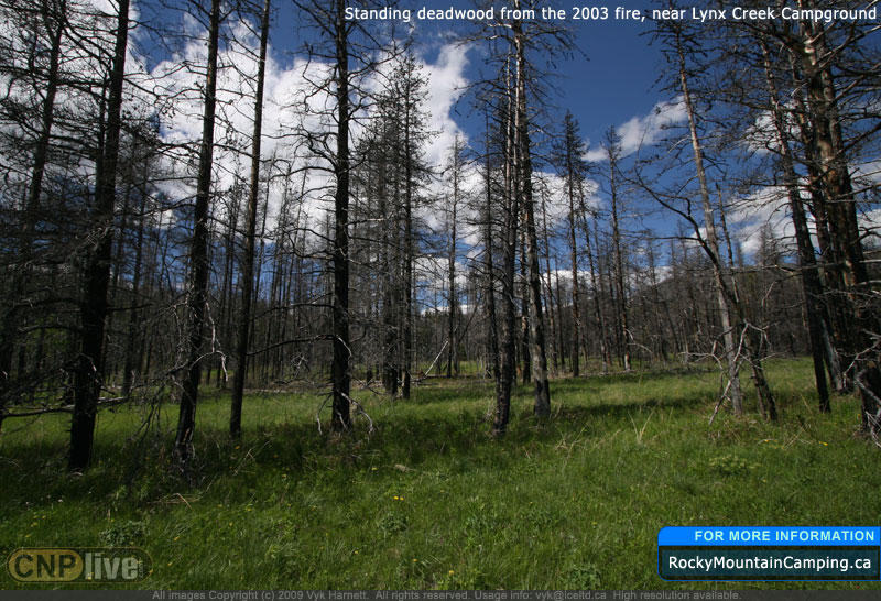 Standing deadwood from the 2003 fire, near Lynx Creek Campground