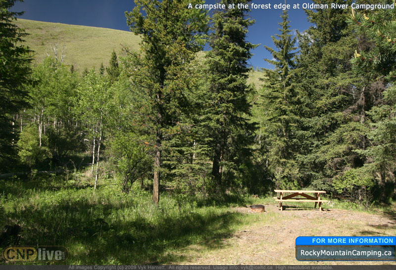 A campsite at the forest edge at Oldman River Campground