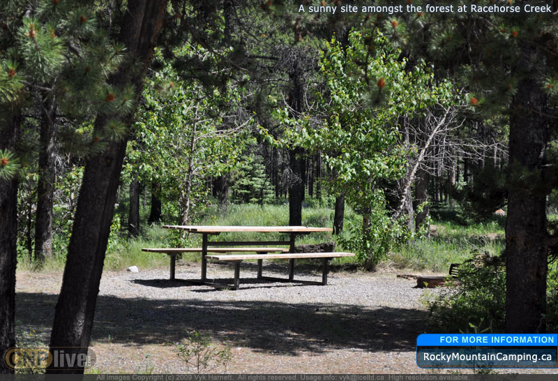 A sunny site amongst the forest at Racehorse Creek