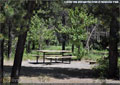 A sunny site amongst the forest at Racehorse Creek