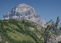 Limber pine on rock bluffs above Crowsnest Lake frame Crowsnest Mountain