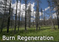 There are some excellent hiking and biking trails showing forest regen in the burn areas