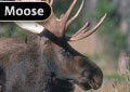 004 - XXXX - Crowsnest Pass