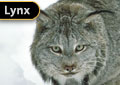 010 - XXXX - Crowsnest Pass