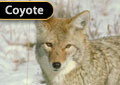 012 - XXXX - Crowsnest Pass