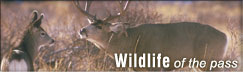 Wildlife of the Crowsnest Pass